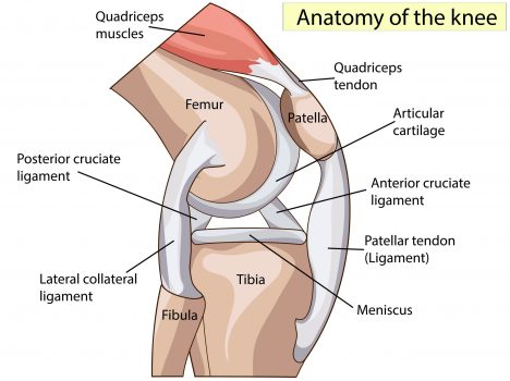 Anatomy. Knee Joint Cross Section Showing the major parts which made the knee joint For Basic Medical Education Also for clinics
