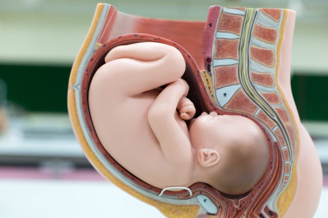 Embryo model, fetus for classroom education.